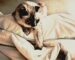 Cotton Percale and your pets